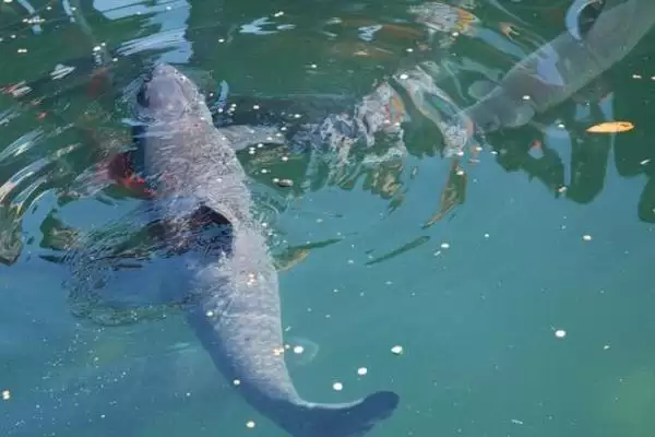 图片[4]-青鱼习性和特点剖析：底栖性、肉食性、变温性等特性-会东网