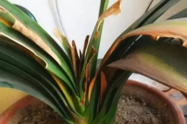 君子兰烂根的处理方法 ,君子兰烂根后如何用高锰酸钾处理?插图1 君子兰烂根的处理方法 ,君子兰烂根后如何用高锰酸钾处理?插图1