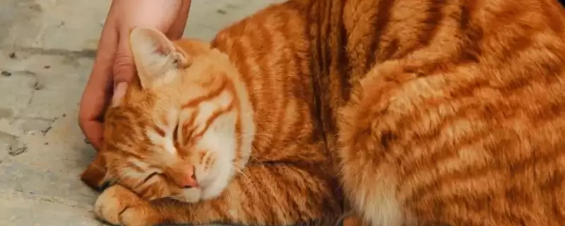 猫咪掉牙齿是因为什么 ,换牙期或牙周炎致使猫咪掉牙-会东网