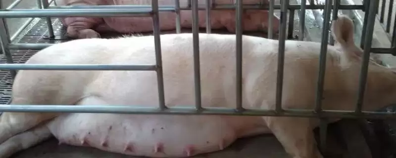 母猪难产 3 天了还能把胎儿掏出来吗,母猪难产 3 天有可能掏出胎儿但难度大-会东网