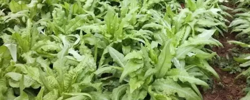莴笋的种植方法?种植莴笋要遵循哪些科学的种植步骤和管理要点?-会东网