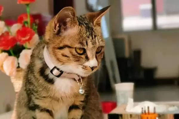 猫拉肚子是什么原因导致的 ,猫拉肚子和感冒应激有关吗插图1 猫拉肚子是什么原因导致的 ,猫拉肚子和感冒应激有关吗插图1