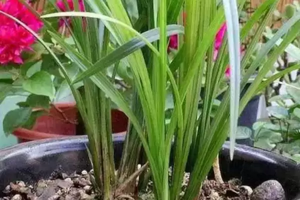 兰花的养殖技术 ,兰花春秋季浇水频率是怎样的？插图4