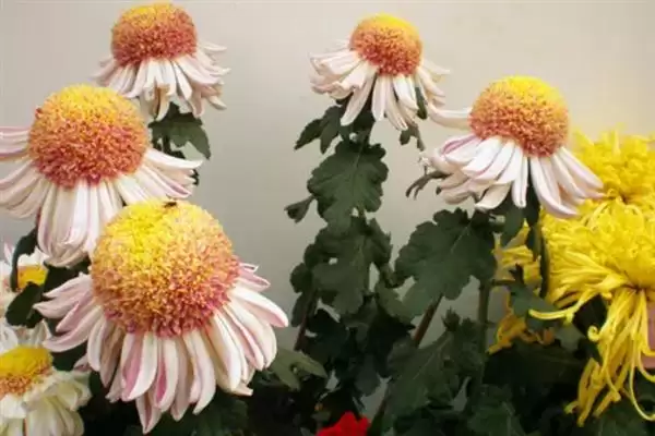 菊花与花序的关系 ,菊花为什么说是一个花序呢?插图2 菊花与花序的关系 ,菊花为什么说是一个花序呢?插图2