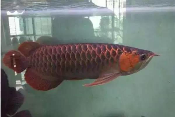 图片[5]-蓝底金龙鱼的灯光选择 ,蓝底金龙鱼为何可选超光灯等？-会东网