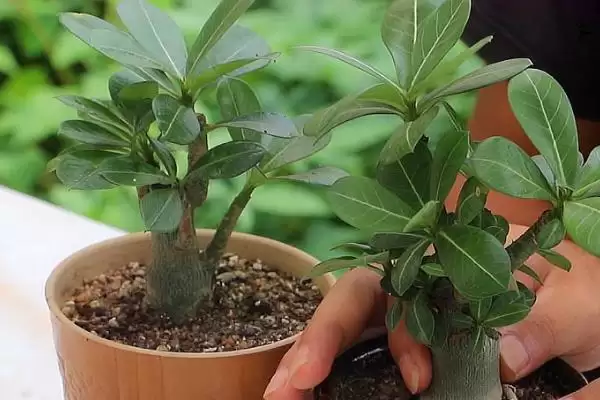 图片[3]-沙漠玫瑰秋季浇水方法？秋季给沙漠玫瑰浇水要掌握哪些要点？-会东网