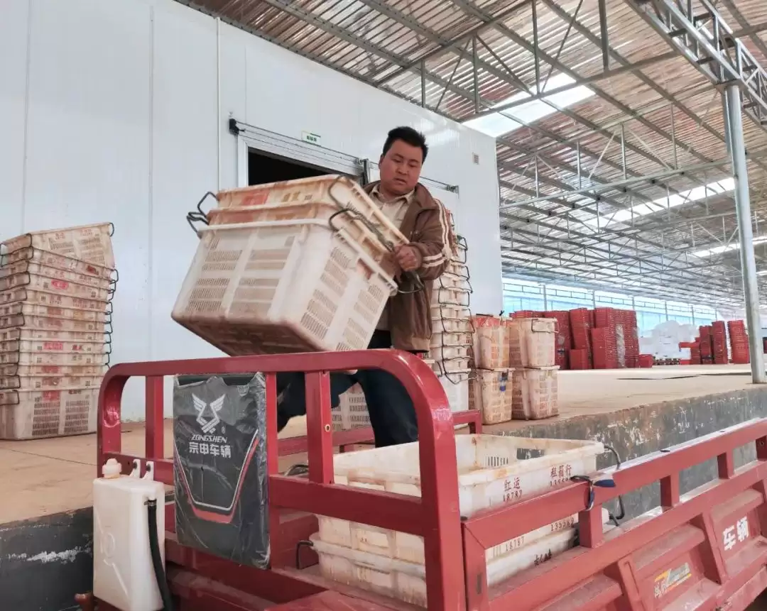 会东鱼山大棚蔬菜示范基地辣椒丰收，家门口就业圈助力移民增收插图4