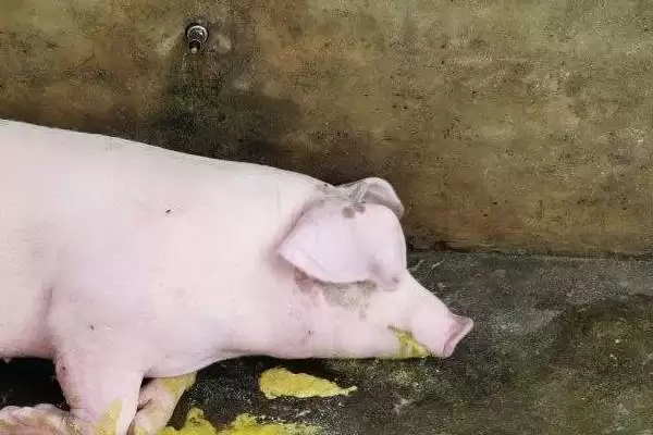 探究猪呕吐原因的方法和重点？养猪要做好哪些消化系统健康细节？插图2