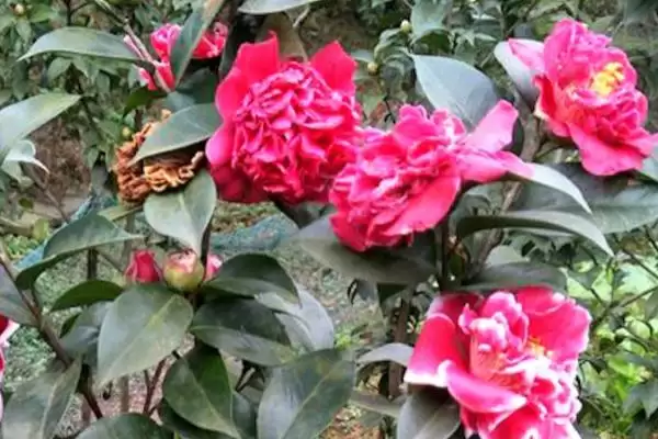 图片[2]-了解养殖山茶花禁忌的方法和重点？了解养殖山茶花禁忌要做好哪些细节？-会东网
