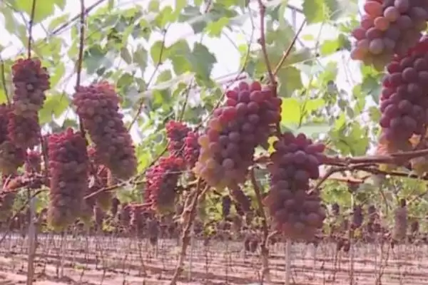 葡萄成熟期揭秘：7-10月份左右的甜蜜时刻插图5
