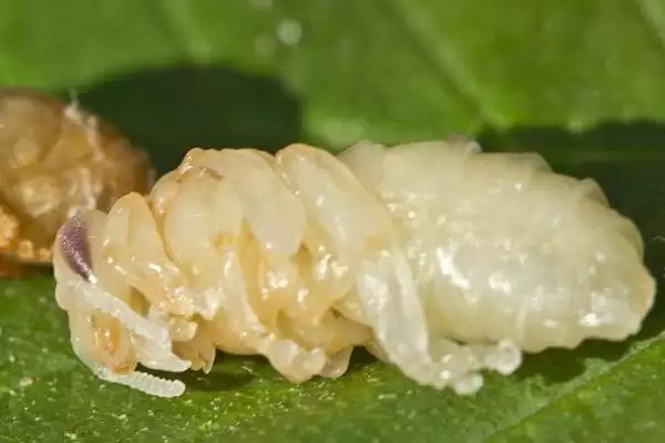 图片[2]-蜂王幼虫吃什么食物，蜂王幼虫吃蜂王浆-会东网