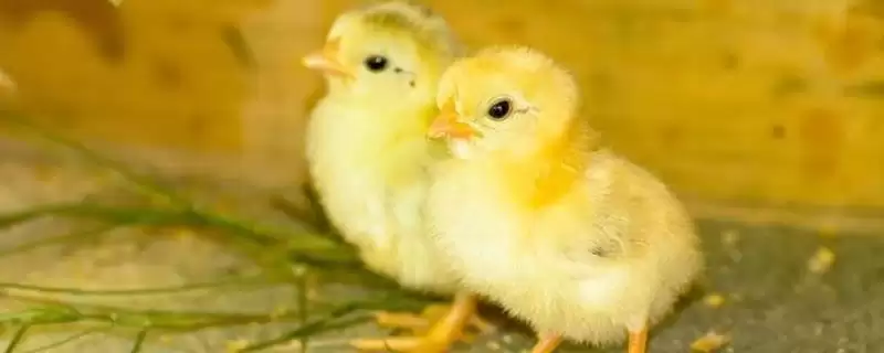 处理小鸡快死亡情况的方法和重点?养鸡要做好哪些应急处置措施?-会东网