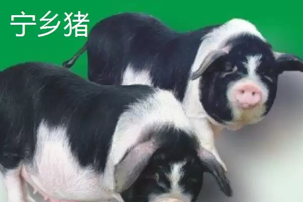 认识猪颜色种类的方法和重点?养猪要做好哪些品种外观认知细节?插图9 认识猪颜色种类的方法和重点?养猪要做好哪些品种外观认知细节?插图9