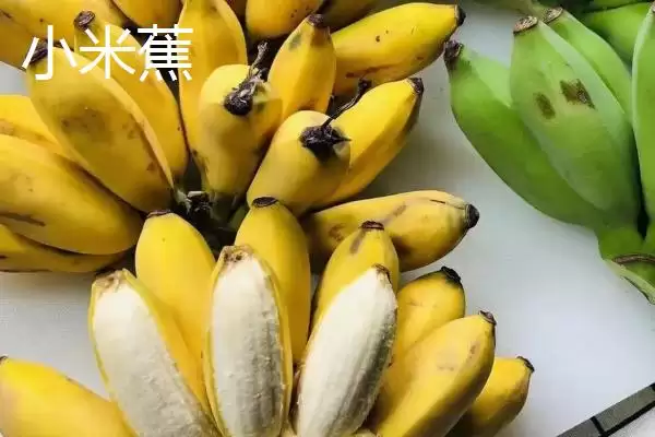 图片[6]-香蕉产地的分布和要点？了解香蕉产地需关注哪些关键信息？-会东网