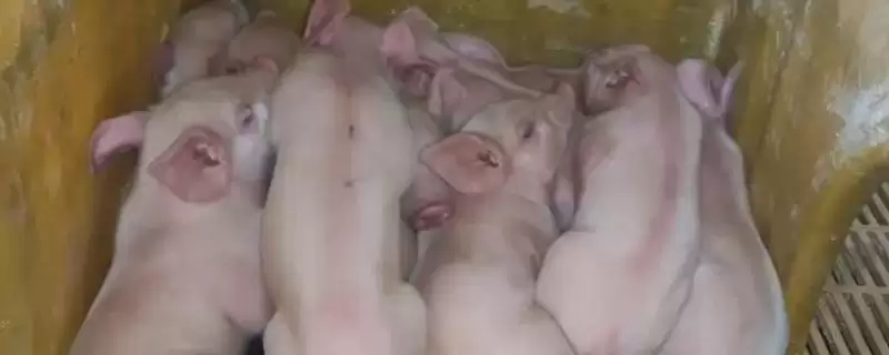 管理新入栏仔猪的方法和重点？养猪要做好哪些新成员融入细节？-会东网