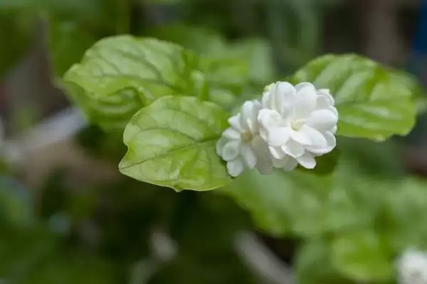 图片[4]-适合家庭养的花有哪些？选择适合家庭养殖的花要考虑哪些环境及养护要点？-会东网