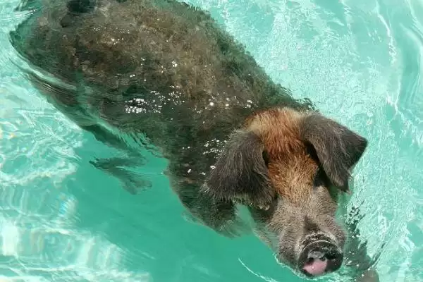 牛羊猪的游泳技能大揭秘:天生会游泳的奇妙事实插图2 牛羊猪的游泳技能大揭秘:天生会游泳的奇妙事实插图2