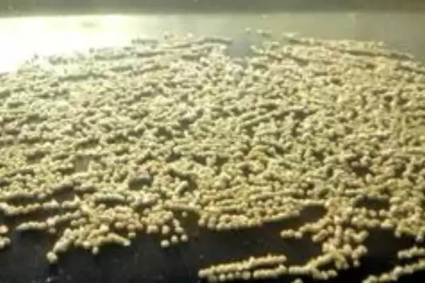 图片[2]-金鱼鱼卵的形态 ,金鱼鱼卵刚产出时是什么样的-会东网