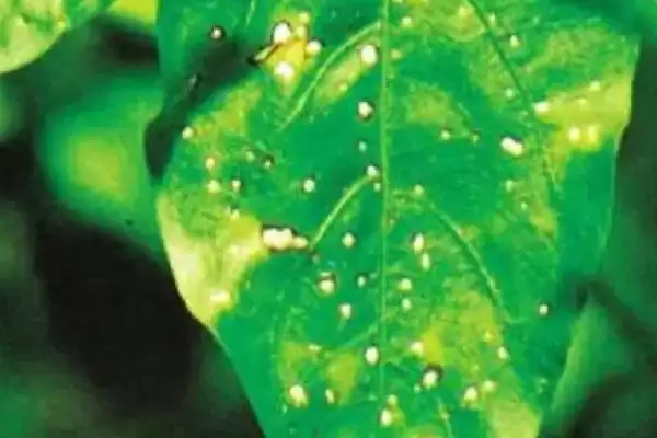 辣椒白星病的症状 ,辣椒白星病主要危害叶片的表现?插图1 辣椒白星病的症状 ,辣椒白星病主要危害叶片的表现?插图1