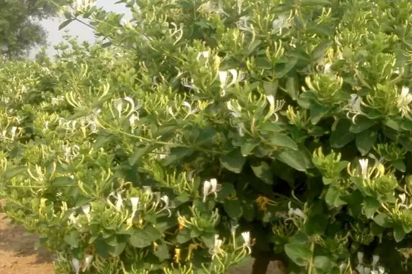 金银花的种植技术 ,金银花有哪些繁殖种植技术插图3