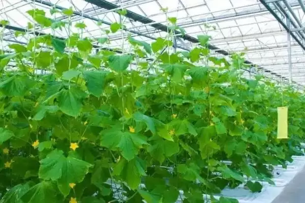 确定甜瓜株距行距的方法和重点？种甜瓜确定株距行距要做好哪些细节？插图1