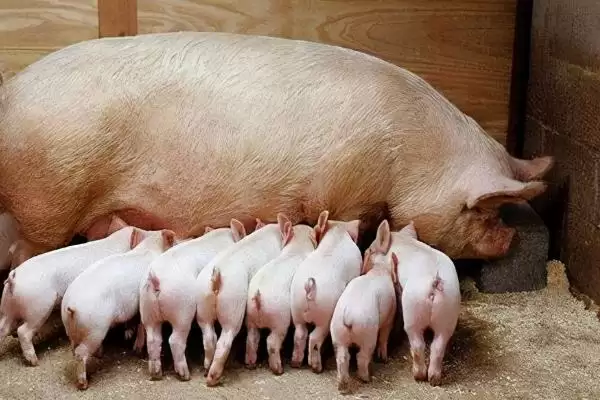母猪一般晚上几点会产仔呢,母猪产仔大多集中在凌晨或上午时间段插图2