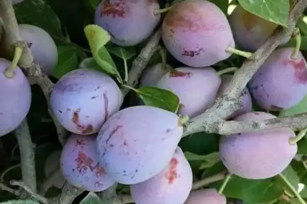 西梅几月份成熟上市，通常在8-9月份成熟上市插图5