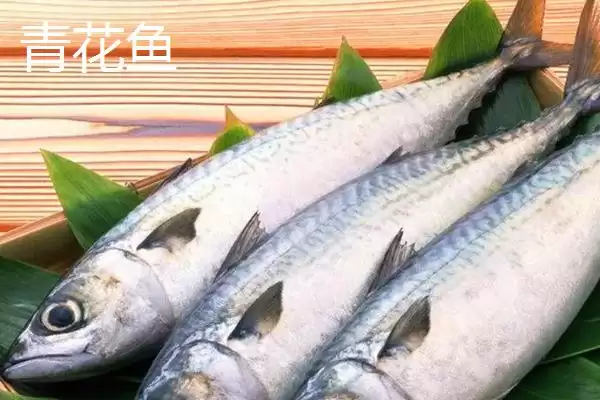 图片[2]-青花鱼和鲅鱼的区别辨析：科属、体长体重、体色、背鳍差异-会东网