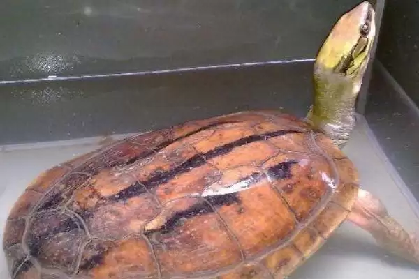 金钱龟的食性 ,金钱龟这种龟类吃肉吗插图2