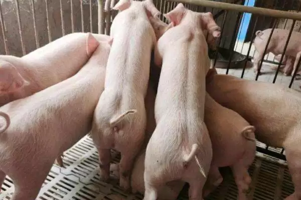 挑选让猪长得快饲料的方法和重点?养猪要做好哪些营养搭配细节?插图1 挑选让猪长得快饲料的方法和重点?养猪要做好哪些营养搭配细节?插图1