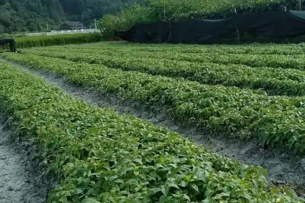 图片[7]-种植钩藤的效益和前景？种植钩藤需关注哪些经济发展要素？-会东网