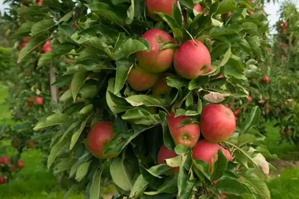 苹果着色的决定性因素,与品种、栽培环境和肥料等有关插图1 苹果着色的决定性因素,与品种、栽培环境和肥料等有关插图1