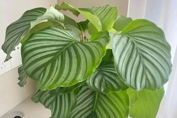 青苹果竹芋叶子焦边怎么处理,需进行遮阴处理插图6 青苹果竹芋叶子焦边怎么处理,需进行遮阴处理插图6