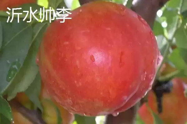 山东临沂市的特色水果,包括蒙阴蜜桃、大店草莓、蒙阴苹果等品种插图6 山东临沂市的特色水果,包括蒙阴蜜桃、大店草莓、蒙阴苹果等品种插图6