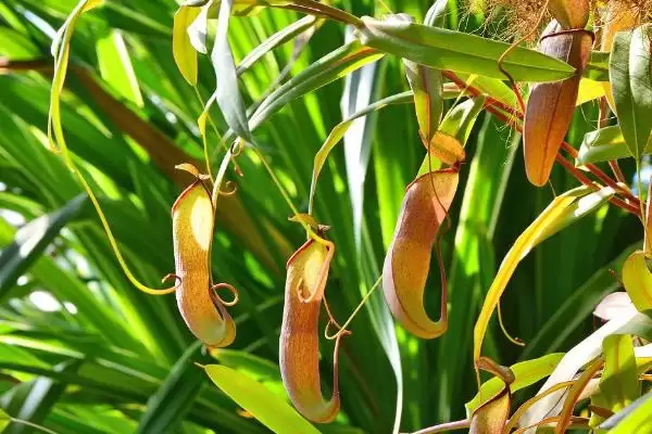 养殖猪笼草的方法和重点？养猪与周边植物种植有哪些关联细节？插图4