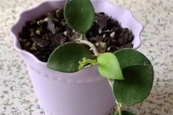 球兰换盆最佳时间解析：一年四季可换盆的优势及注意插图3