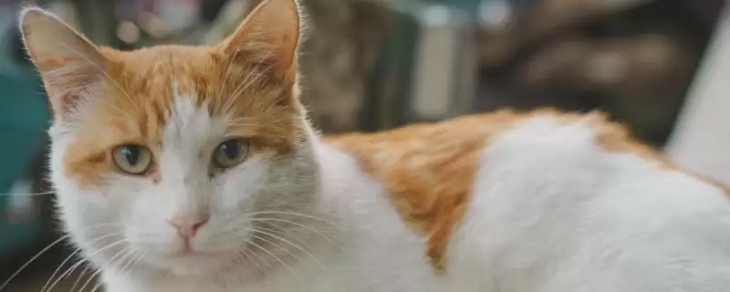 猫咪舔毛变得频繁是何原因 ,猫咪脏或焦虑等致舔毛变频繁-会东网