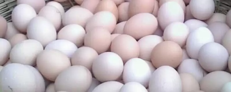 知悉土鸡蛋价格走向的方法和重点？养鸡要做好哪些市场价格把控？-会东网