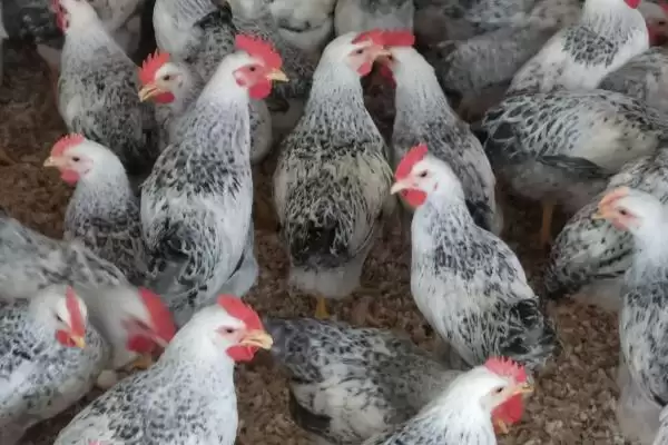 挑选优质鸡品种的方法和重点?养鸡要做好哪些品种甄别?插图4 挑选优质鸡品种的方法和重点?养鸡要做好哪些品种甄别?插图4