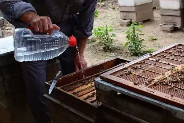 图片[3]-中蜂奖励饲喂要喂几天，一般是60天甚至更长-会东网