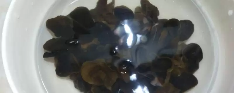 木耳用冷水泡发需要多长时间呢,木耳用冷水浸泡一般需要 3-5 小时左右-会东网