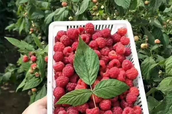 图片[4]-种植树莓的利润和前景？种植树莓需关注哪些经济收益前景？-会东网