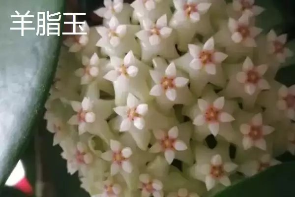 球兰养殖技巧与注意事项：“见干见湿”浇水原则要点插图4