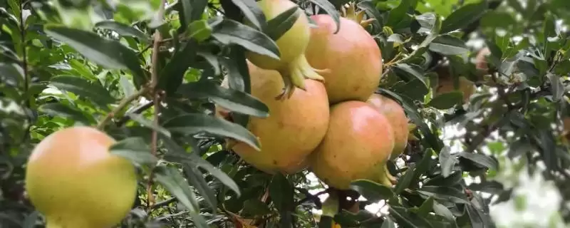 石榴掉果如何解决？应对石榴掉果问题要采取哪些有效的解决措施？-会东网
