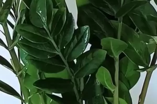 金钱树冬天的养护方式 ,金钱树冬天该怎么进行养护插图1