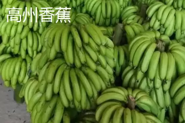 图片[5]-广东省高州市的特产，储良龙眼是著名优良品种-会东网