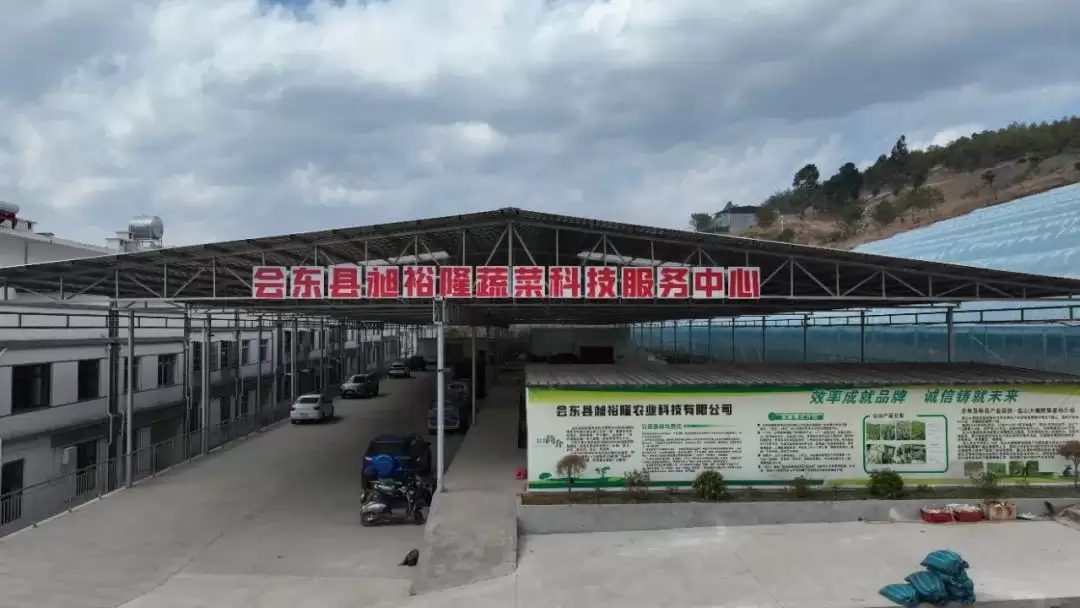 会东鱼山大棚蔬菜示范基地辣椒丰收，家门口就业圈助力移民增收插图1