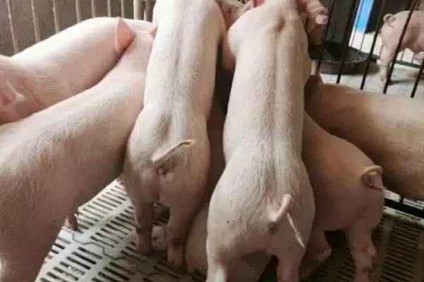 了解仔猪假死原因及急救的方法和重点?养猪要做好哪些应急处理细节?插图2 了解仔猪假死原因及急救的方法和重点?养猪要做好哪些应急处理细节?插图2