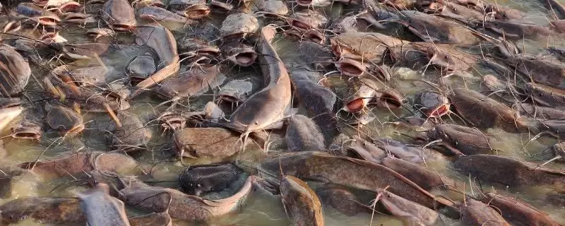 鲶鱼的凶猛本色:凶猛的捕食性鱼类的生存之道-会东网