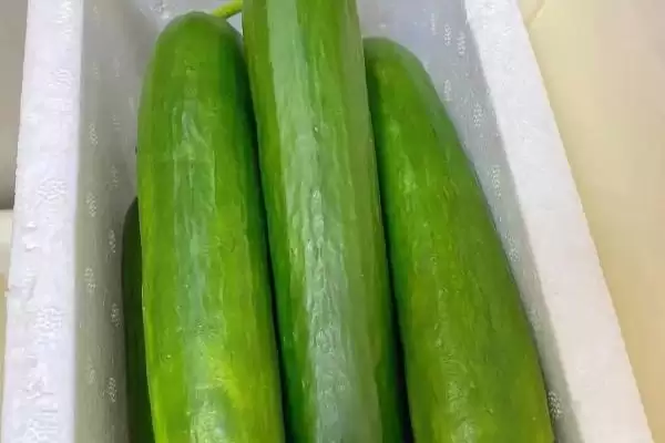 判断水果黄瓜能否生吃的方法和重点?对待水果黄瓜生吃要做好哪些细节?插图1 判断水果黄瓜能否生吃的方法和重点?对待水果黄瓜生吃要做好哪些细节?插图1